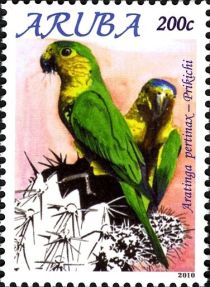 Brown-throated Parakeet (Aratinga pertinax)