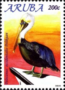 Brown Pelican (Pelecanus occidentalis)