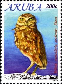 Burrowing Owl (Athene cunicularia arubensis)