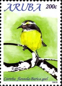 Bananaquit (Coereba flaveola)