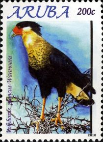 Crested Caracara (Polyborus plancus)