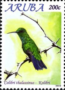 Green Violetear (Colibri thalassinus)