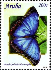 Common Morpho (Morpho paleides)