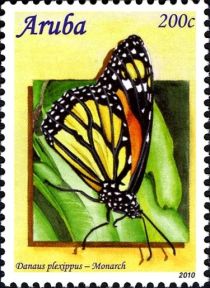 Monarch Butterfly (Danaus plexippus)