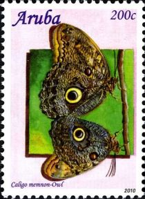 Giant Owl (Caligo memnon)