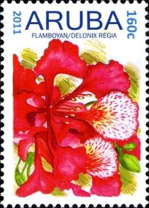 Flamboyant (Delonix regia)