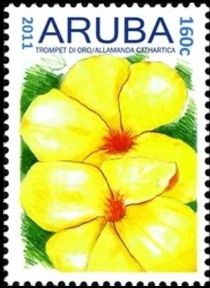 Trompet di Oro (Allamanda cathartica)