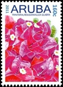 Trinitaria (Bougainvillea glabra)