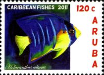 Bermuda Blue Angelfish (Holacanthus ciliaris)