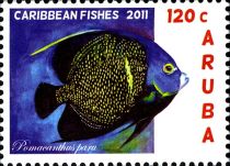 French Angelfish (Pomacanthus paru)