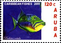 Queen Triggerfish (Balistes vetula)