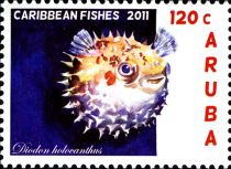 Longspine Porcupinefish (Diodon holocanthus)