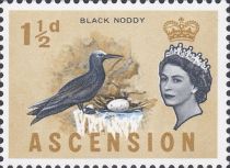 Black Noddy (Anous minutus)