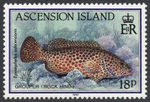 Rock Hind (Epinephelus adscensionis)