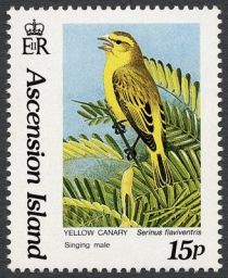 Yellow Canary (Serinus flaviventris) - Courting Male