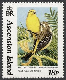 Yellow Canary (Serinus flaviventris) - Couple