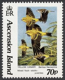 Yellow Canary (Serinus flaviventris) Flock of Birds flying