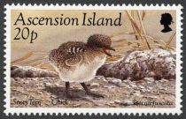 Sooty Tern (Sterna fuscata) - Chick