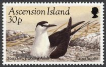 Sooty Tern (Sterna fuscata - breeding Adult Bird