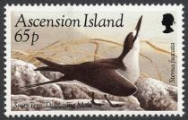 Sooty Tern (Sterna fuscata) - courting Male