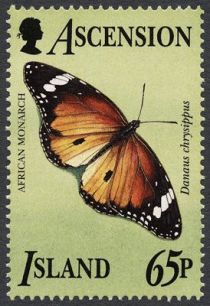 African Monarch (Danaus chrysippus)