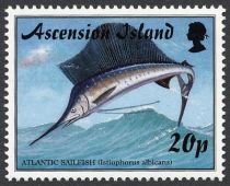 Atlantic Sailfish (Istiophorus albicans)