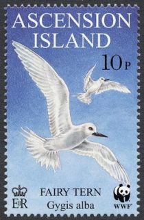 Fairy Tern (Gygis alba)