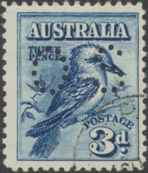 Kookaburra (Dacelo novaeguineae), perforated OS