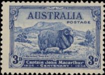 Merino Sheep (Ovis ammon aries)