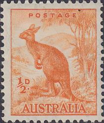 Red Kangaroo (Osphranter rufus)