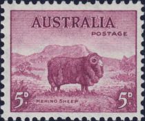 Merino Sheep (Ovis ammon aries)