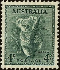 Koala (Phascolarctos cinereus)