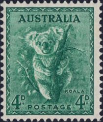 Koala (Phascolarctos cinereus)