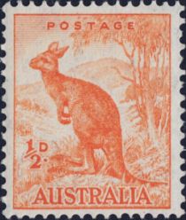 Red Kangaroo (Osphranter rufus)