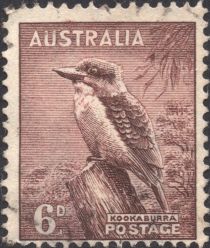 Kookaburra (Dacelo novaeguineae)