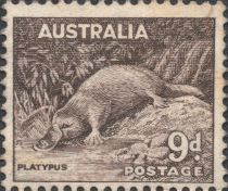 Platypus (Ornithorhynchus anatinus)