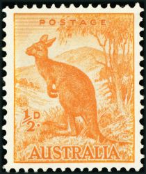 Red Kangaroo (Osphranter rufus)