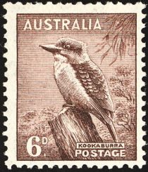 Kookaburra (Dacelo novaeguineae)