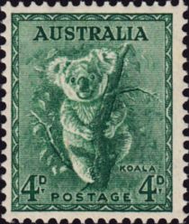 Koala (Phascolarctos cinereus)