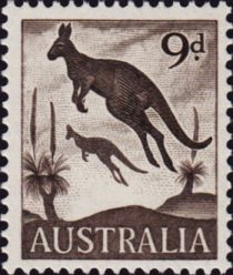 Eastern Grey Kangaroos