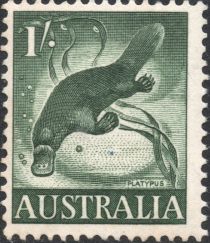 Duck-billed Platypus (Ornithorhynchus anatinus)