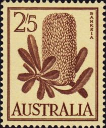 Banksia