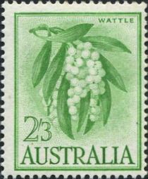 Wattle (Acacia pycnantha)