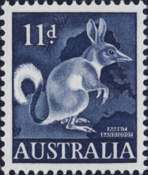 Greater Bilby (Macrotis lagotis)