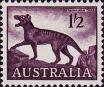 Thylacine (Thylacinus cyanocephalus)