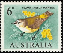 Yellow-tailed Thornbill (Acanthiza chrysorrhoa)