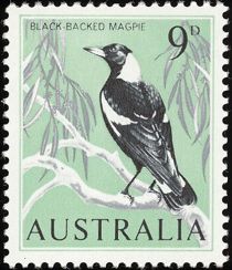 Black-backed Magpie (Gymnorhina tibicen)