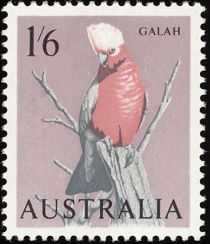 Galah (Eolophus roseicapilla)