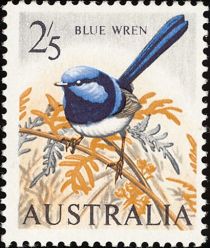 Blue Wren (Malurus cyaneus) - white paper