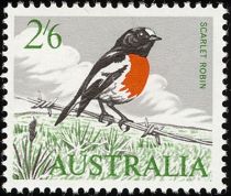 Scarlet Robin (Petroica multicolor)